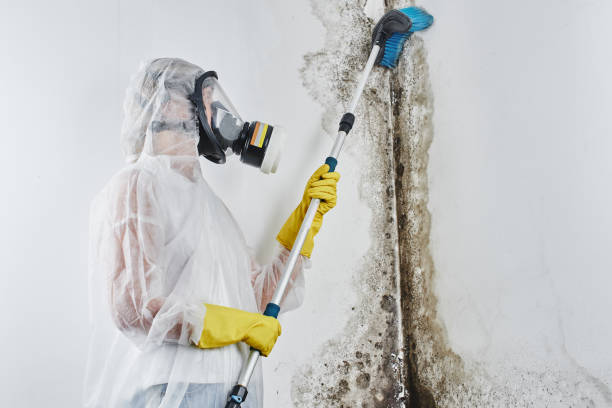 Best Mold Odor Removal Services  in Jacksboro, TN